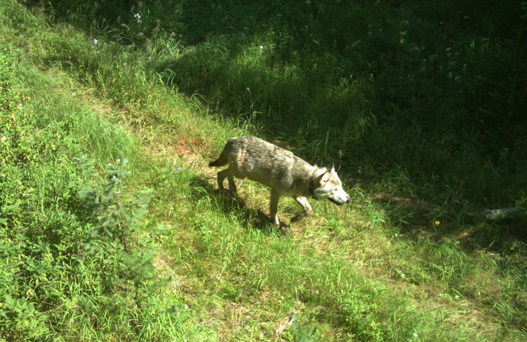 Wolf pic